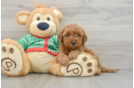 Best Mini Goldendoodle Baby