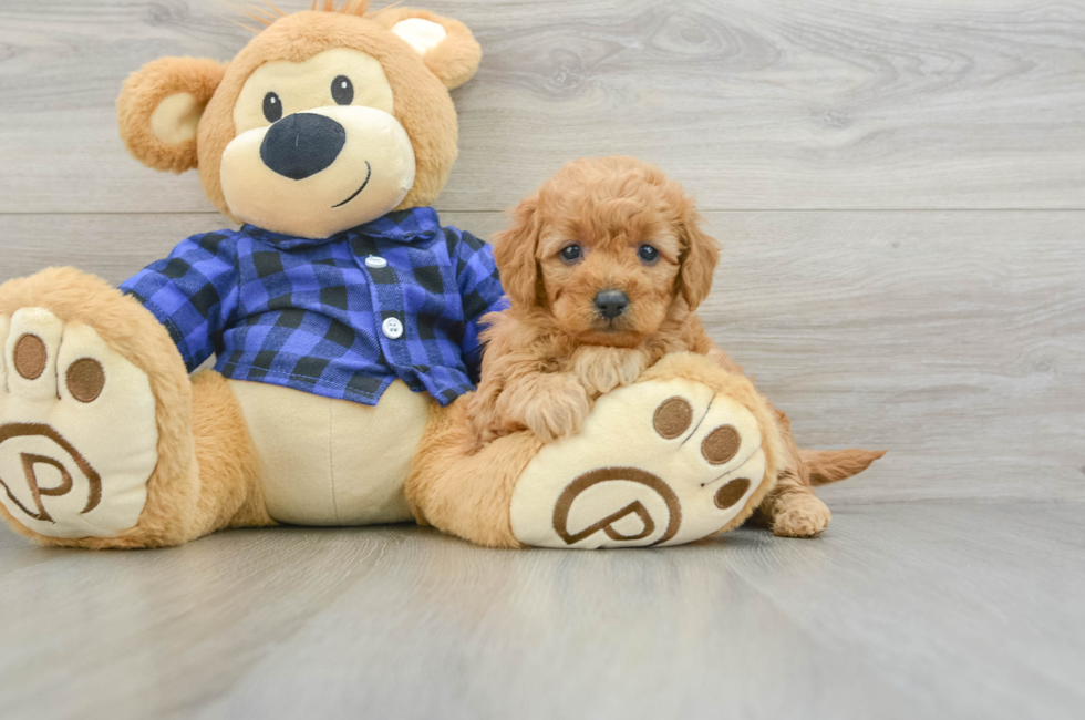 5 week old Mini Goldendoodle Puppy For Sale - Lone Star Pups