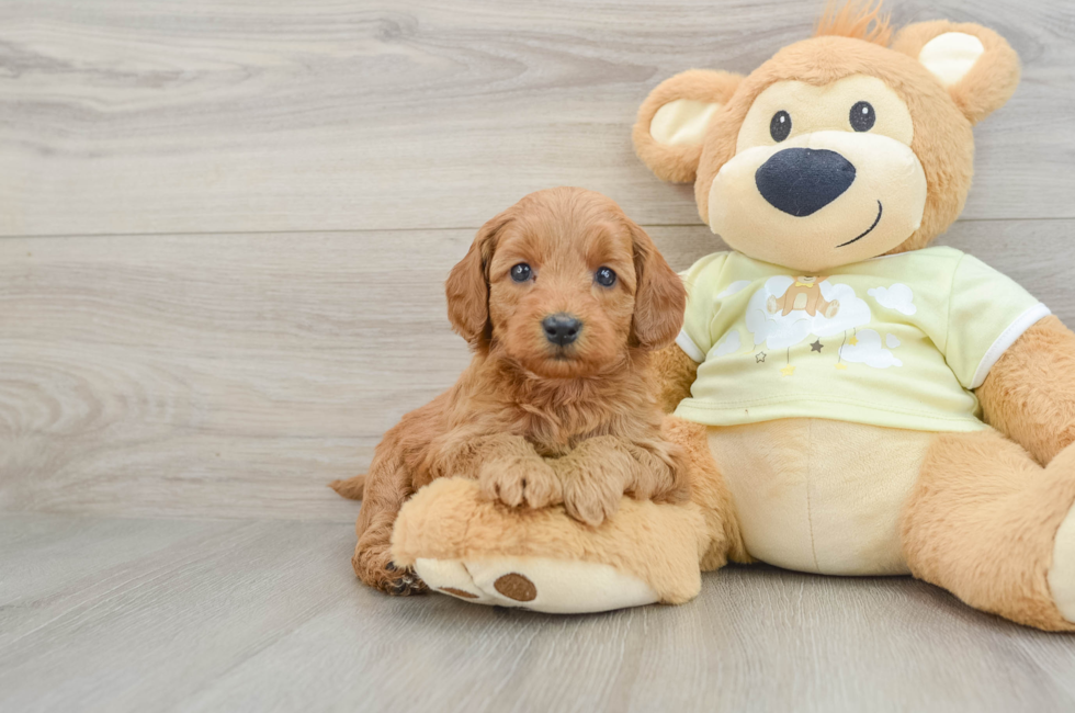 6 week old Mini Goldendoodle Puppy For Sale - Lone Star Pups