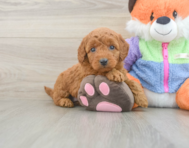 7 week old Mini Goldendoodle Puppy For Sale - Lone Star Pups