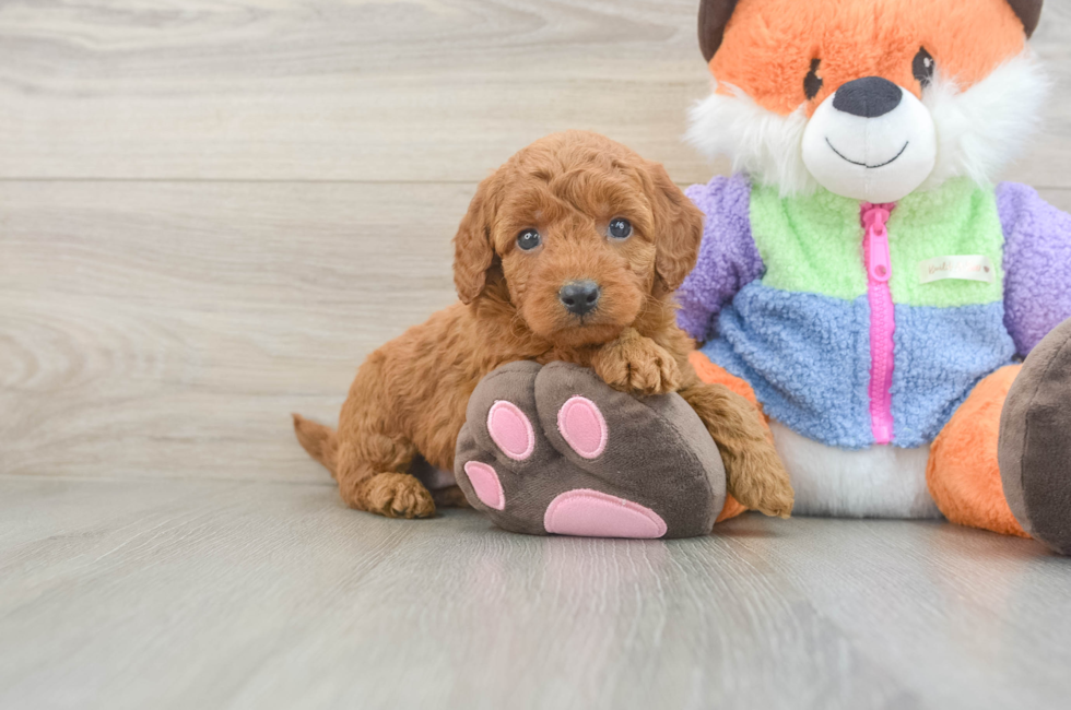 5 week old Mini Goldendoodle Puppy For Sale - Lone Star Pups