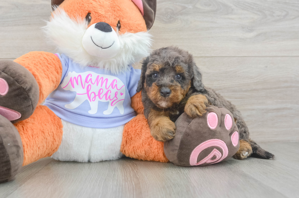 5 week old Mini Goldendoodle Puppy For Sale - Lone Star Pups