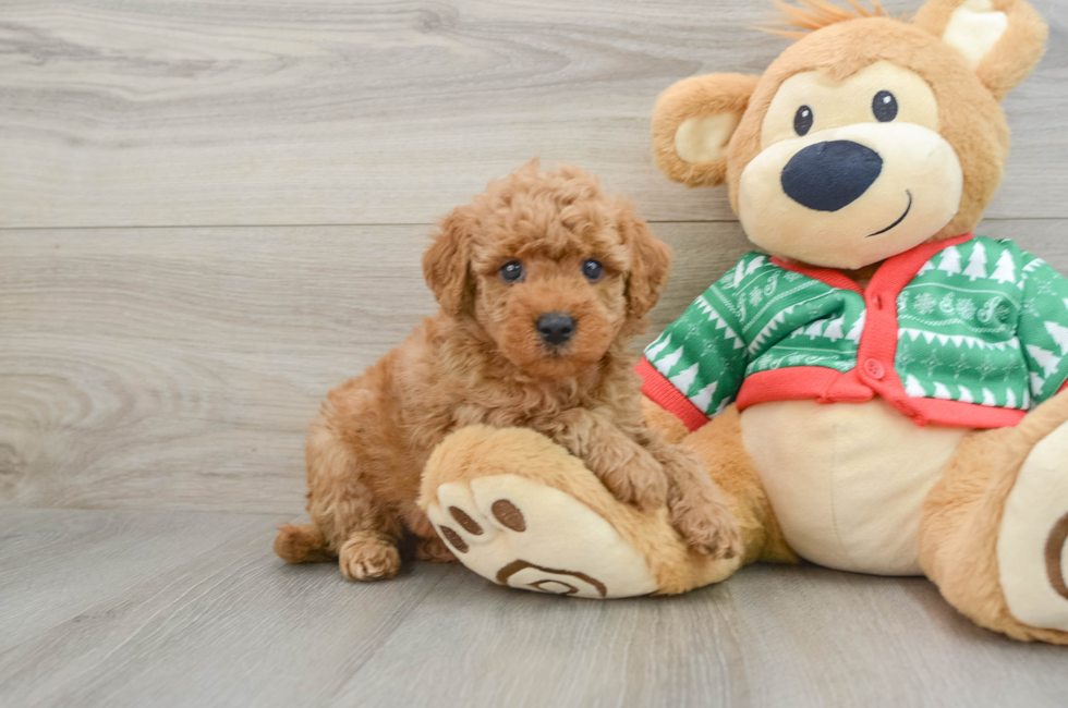 5 week old Mini Goldendoodle Puppy For Sale - Lone Star Pups