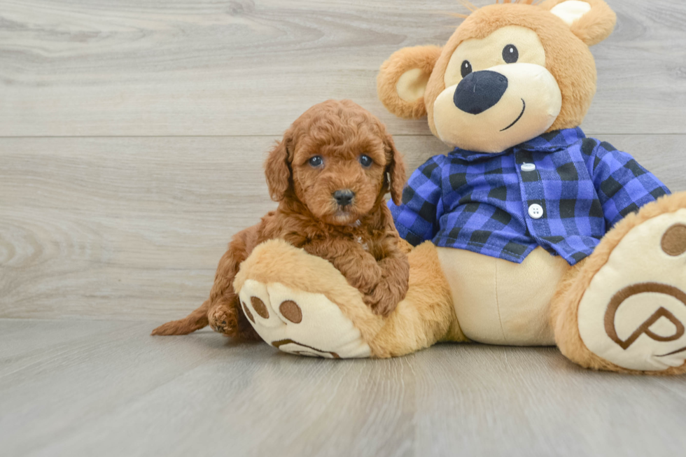 Sweet Mini Goldendoodle Baby