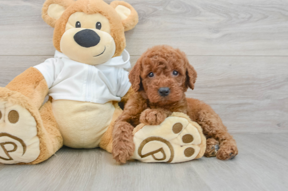 5 week old Mini Goldendoodle Puppy For Sale - Lone Star Pups