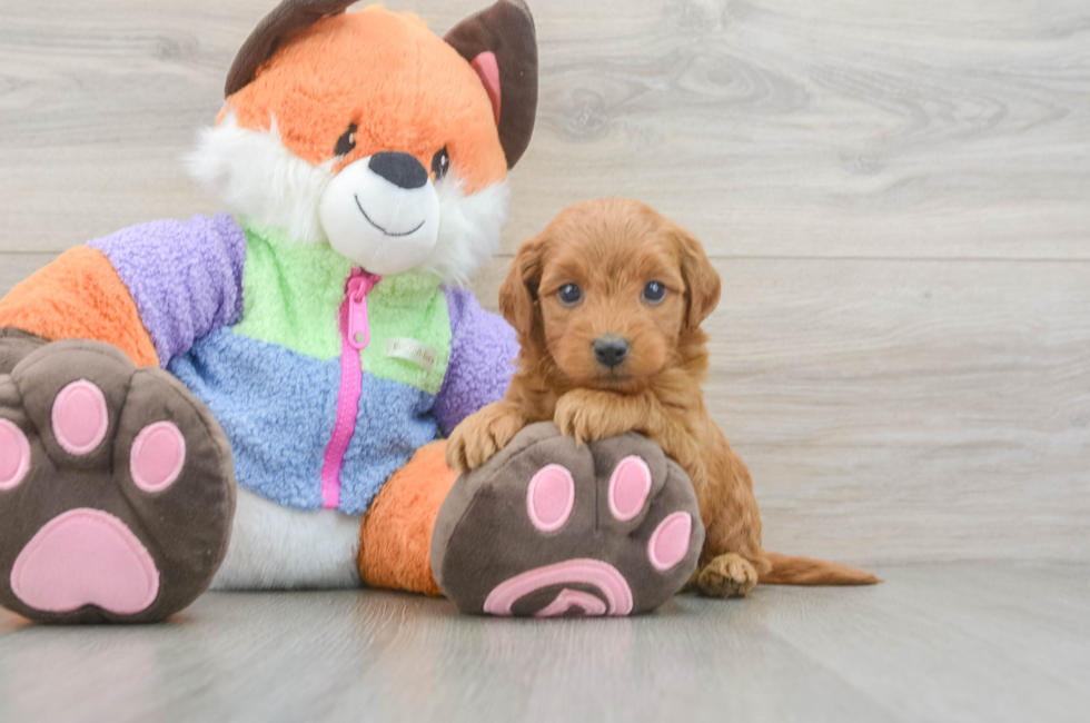 5 week old Mini Goldendoodle Puppy For Sale - Lone Star Pups