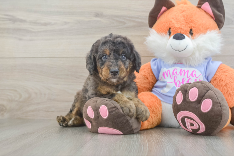 Mini Goldendoodle Puppy for Adoption