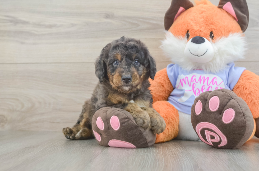 5 week old Mini Goldendoodle Puppy For Sale - Lone Star Pups