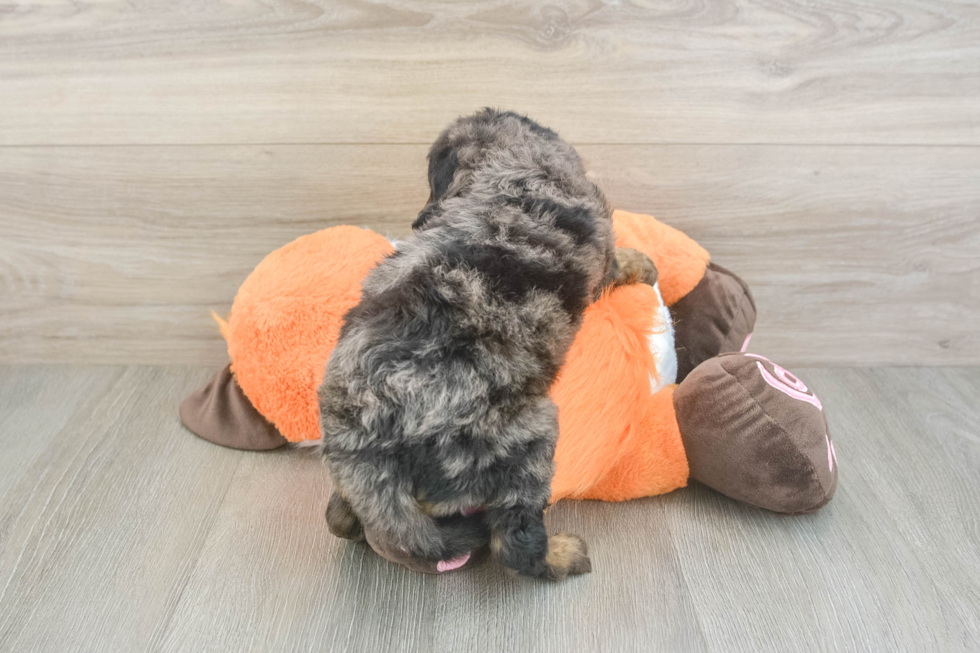 Small Mini Goldendoodle Baby