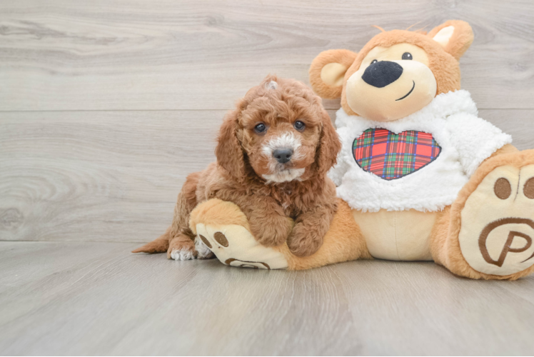 Mini Goldendoodle Pup Being Cute