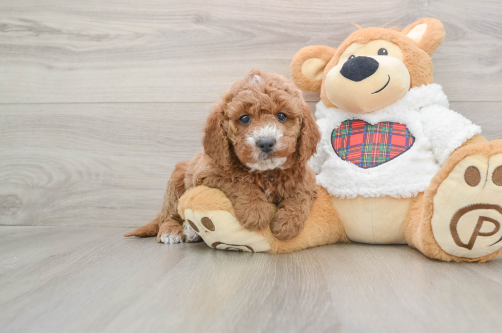 5 week old Mini Goldendoodle Puppy For Sale - Lone Star Pups