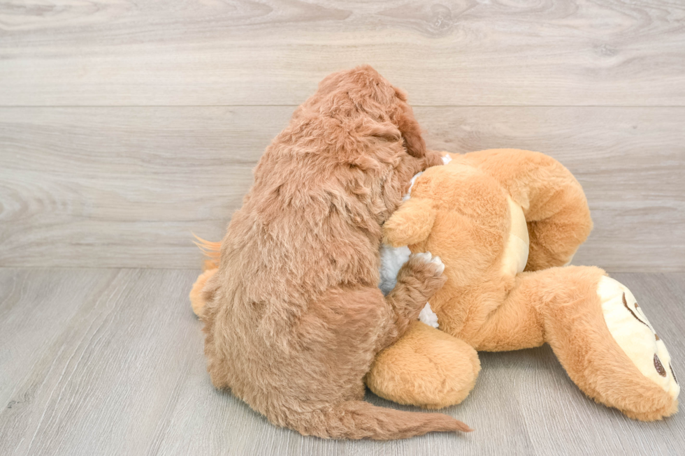 Mini Goldendoodle Puppy for Adoption