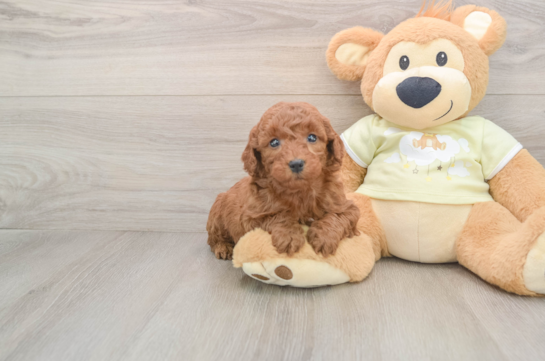 Fluffy Mini Goldendoodle Poodle Mix Pup