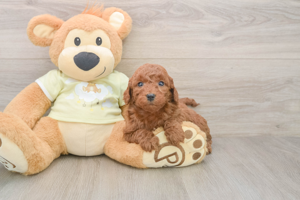 Friendly Mini Goldendoodle Baby