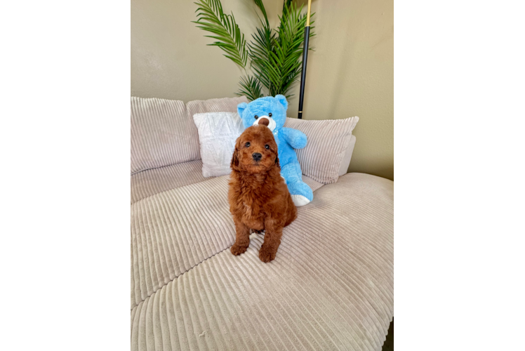 Cute Mini Goldendoodle Poodle Mix Pup