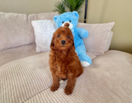 8 week old Mini Goldendoodle Puppy For Sale - Lone Star Pups