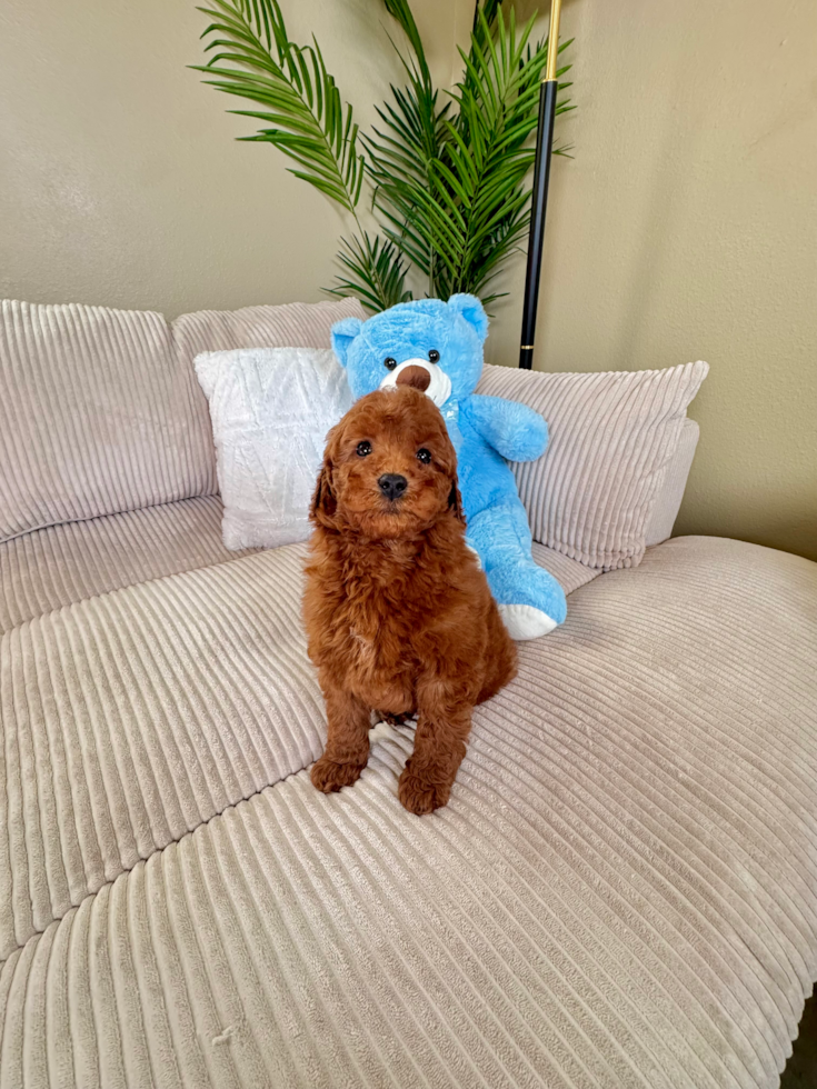 Cute Mini Goldendoodle Poodle Mix Pup