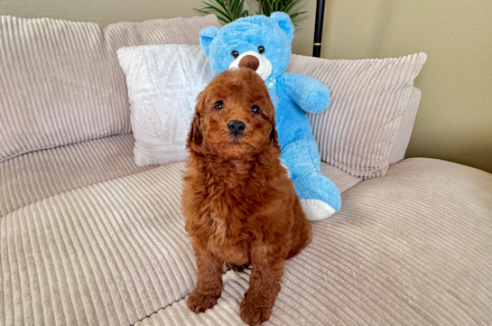Cute Mini Goldendoodle Poodle Mix Pup