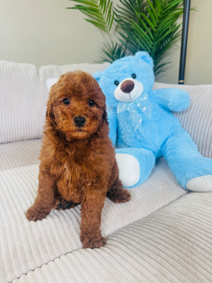 Cute Mini Goldendoodle Baby