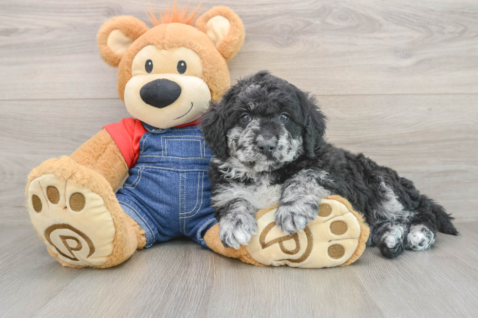 Mini Goldendoodle Pup Being Cute