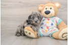 Best Mini Goldendoodle Baby