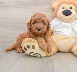 8 week old Mini Goldendoodle Puppy For Sale - Lone Star Pups