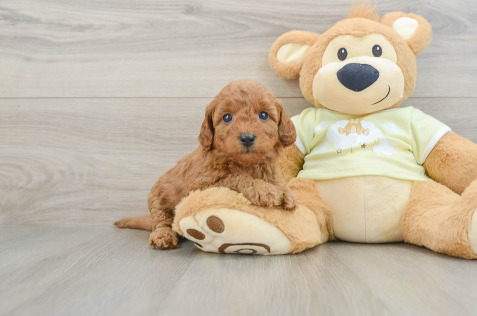 6 week old Mini Goldendoodle Puppy For Sale - Lone Star Pups
