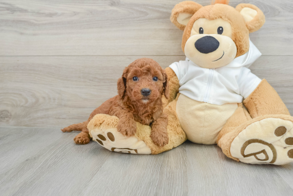 Mini Goldendoodle Pup Being Cute