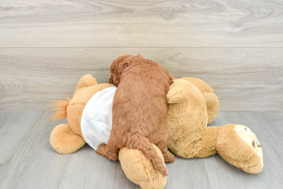 Happy Mini Goldendoodle Baby