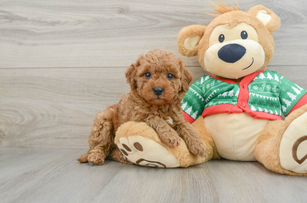 5 week old Mini Goldendoodle Puppy For Sale - Lone Star Pups