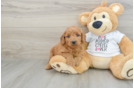 Best Mini Goldendoodle Baby