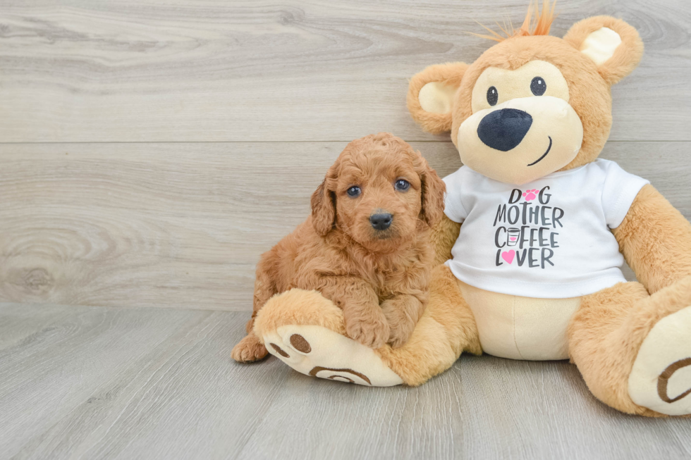 Best Mini Goldendoodle Baby