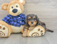 8 week old Mini Goldendoodle Puppy For Sale - Lone Star Pups