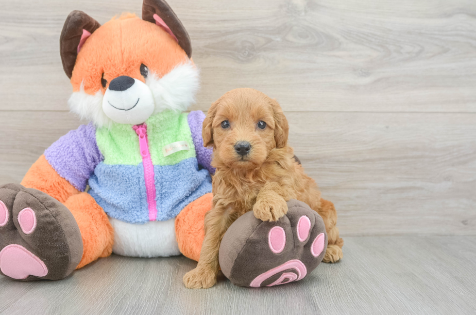 5 week old Mini Goldendoodle Puppy For Sale - Lone Star Pups