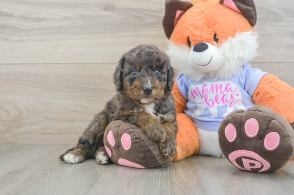 5 week old Mini Goldendoodle Puppy For Sale - Lone Star Pups