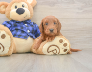 8 week old Mini Goldendoodle Puppy For Sale - Lone Star Pups