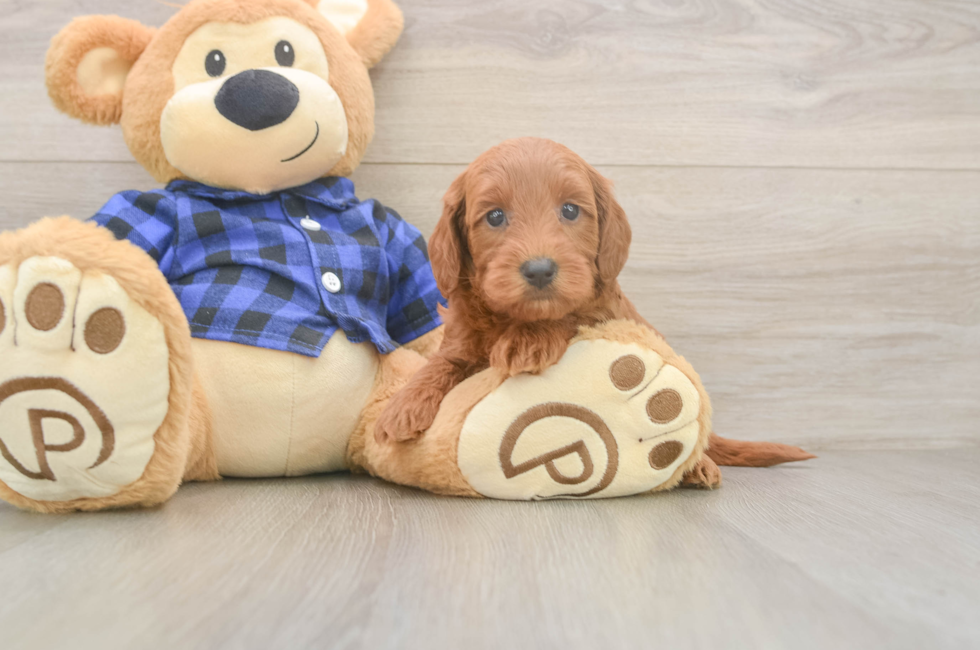 7 week old Mini Goldendoodle Puppy For Sale - Lone Star Pups