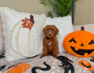 9 week old Mini Goldendoodle Puppy For Sale - Lone Star Pups