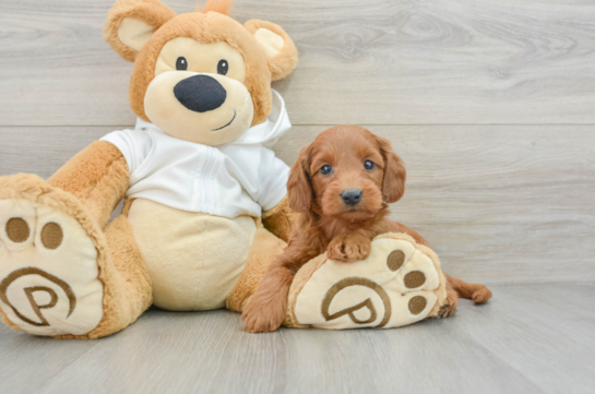 Happy Mini Goldendoodle Baby