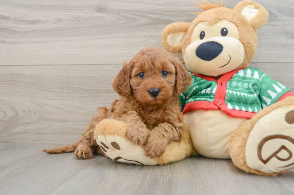 5 week old Mini Goldendoodle Puppy For Sale - Lone Star Pups