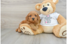 Energetic Golden Doodle Poodle Mix Puppy