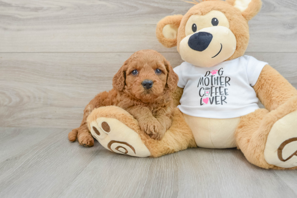 Energetic Golden Doodle Poodle Mix Puppy