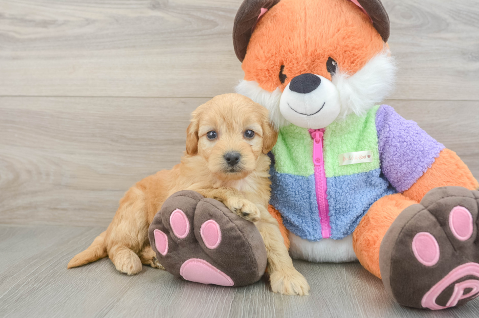 5 week old Mini Goldendoodle Puppy For Sale - Lone Star Pups