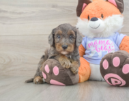 8 week old Mini Goldendoodle Puppy For Sale - Lone Star Pups