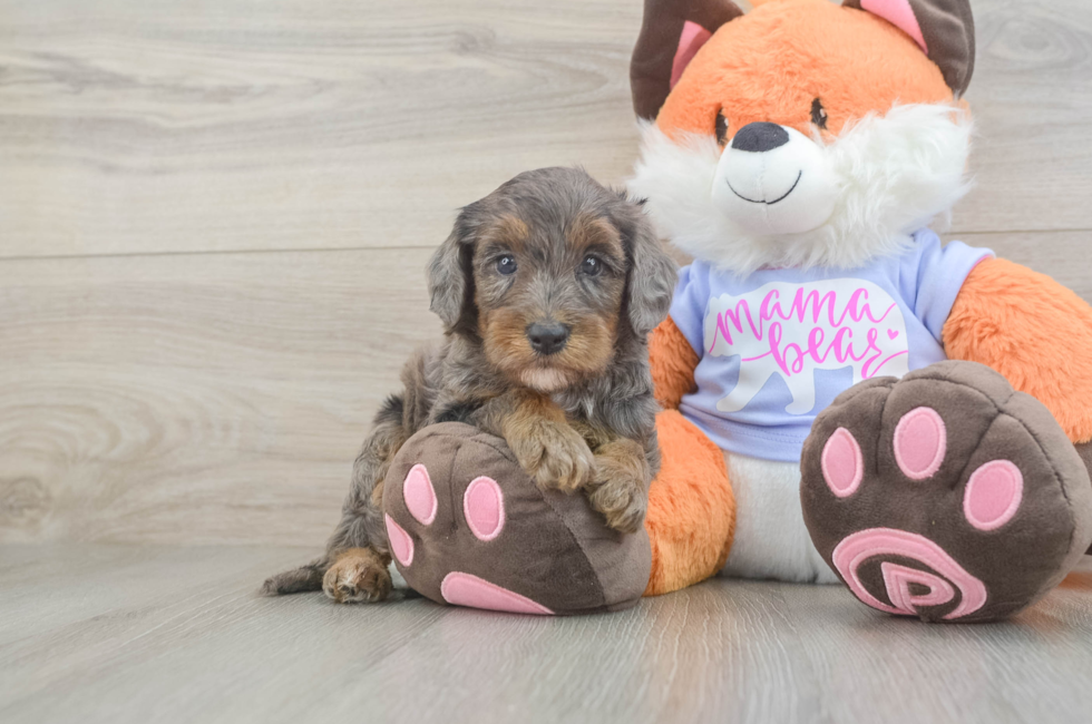 5 week old Mini Goldendoodle Puppy For Sale - Lone Star Pups