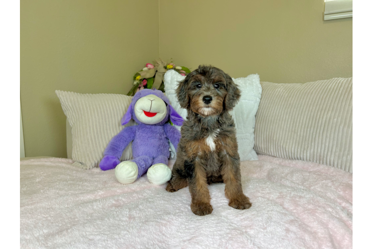 Cute Golden Doodle Poodle Mix Puppy