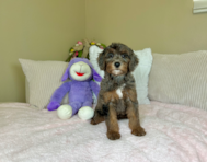 8 week old Mini Goldendoodle Puppy For Sale - Lone Star Pups