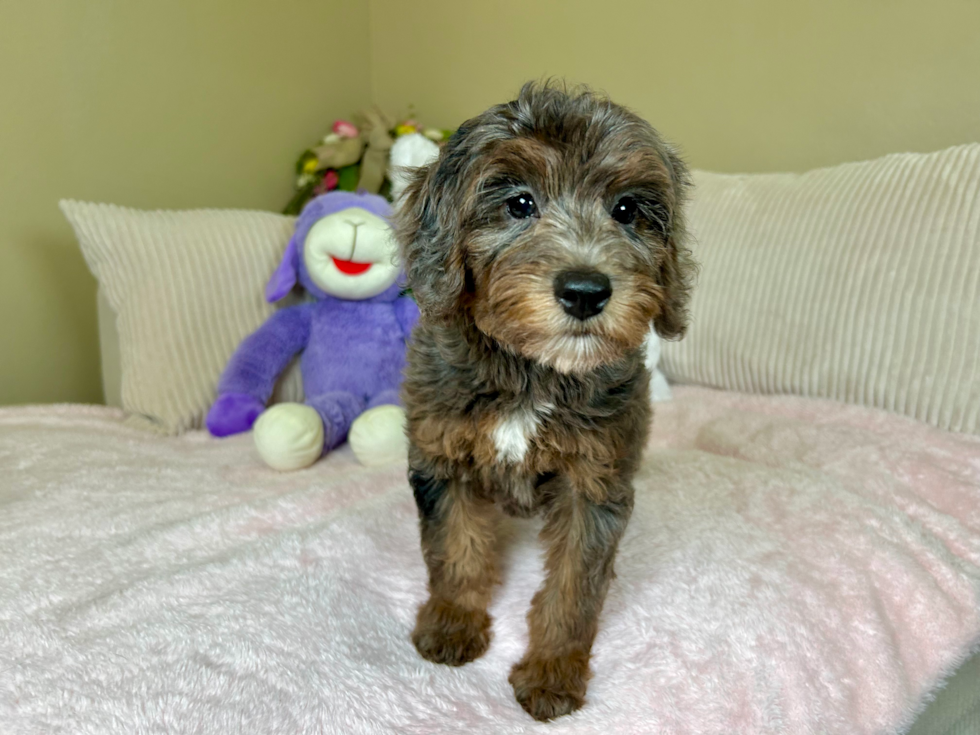 Cute Mini Goldendoodle Poodle Mix Pup