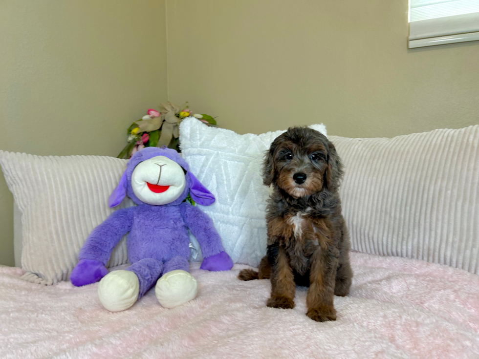 Best Mini Goldendoodle Baby