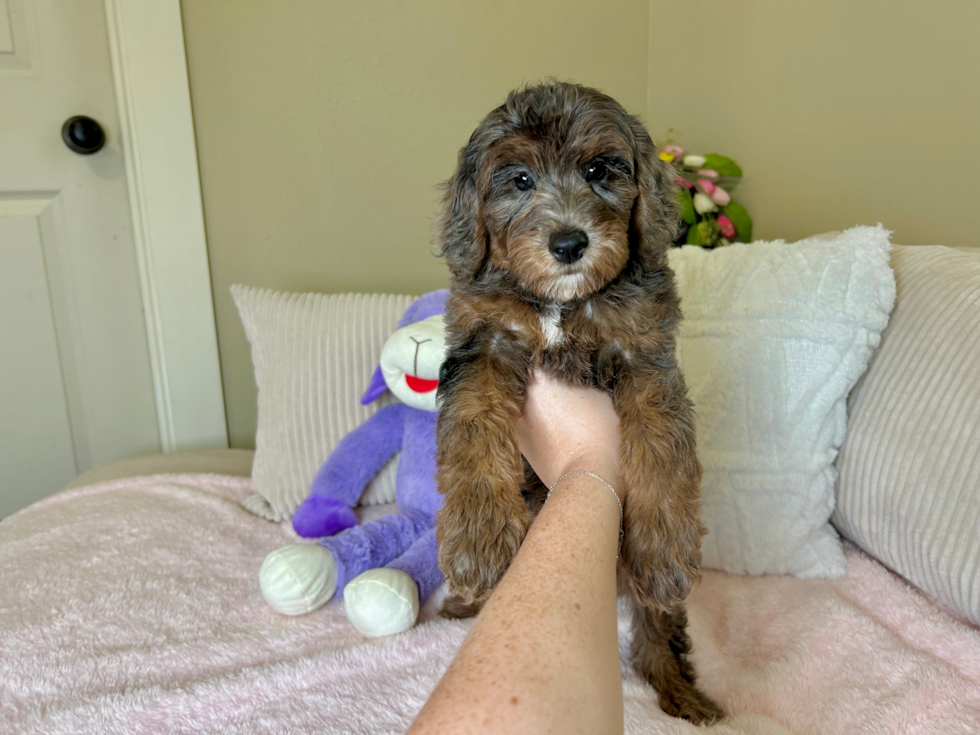 Cute Mini Goldendoodle Poodle Mix Pup